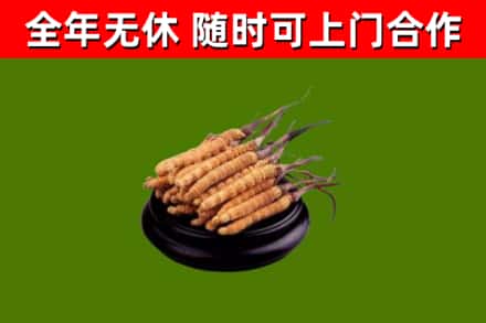 兴安回收散虫草